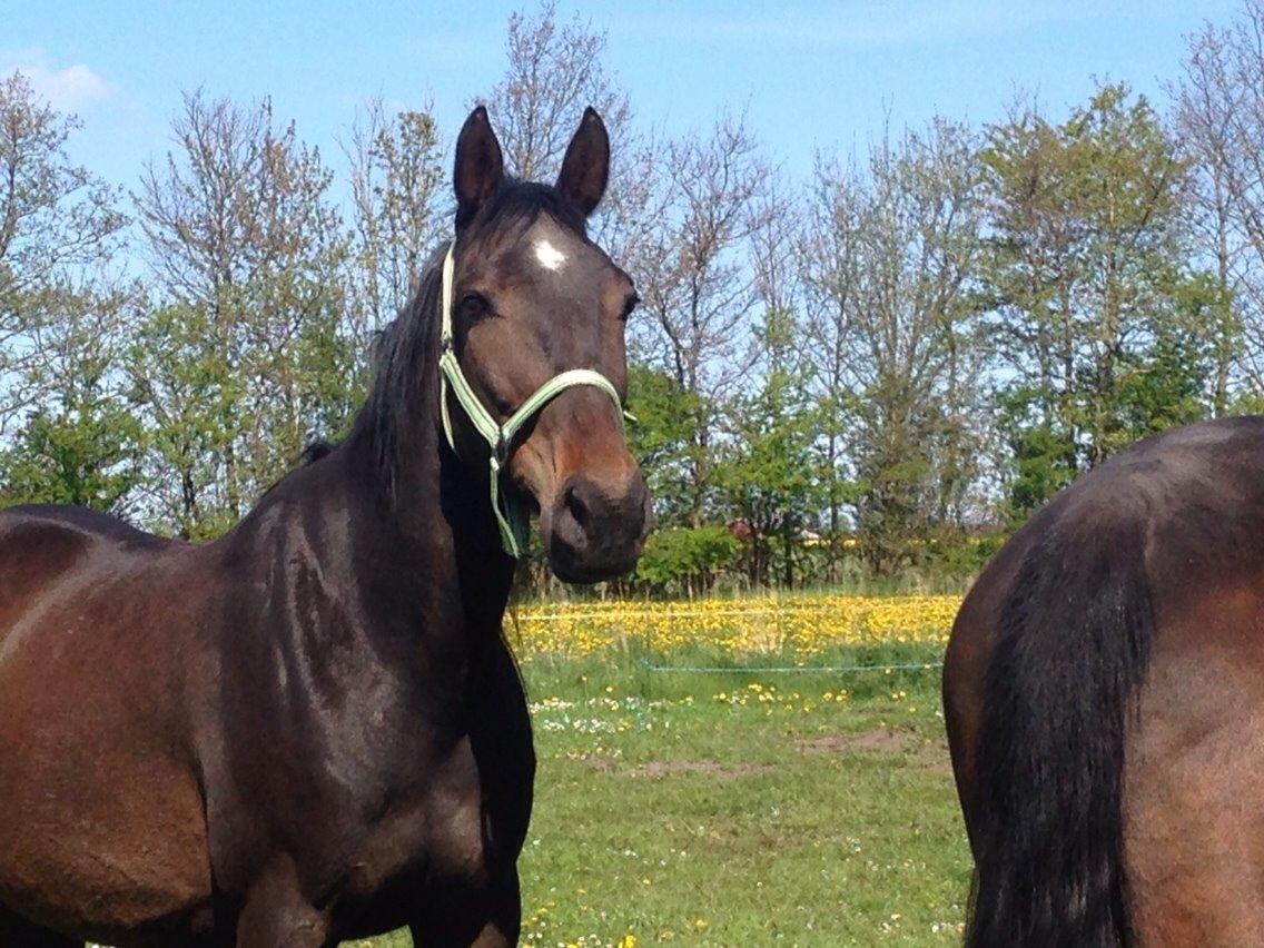 Traver Kvickly xtra billede 16