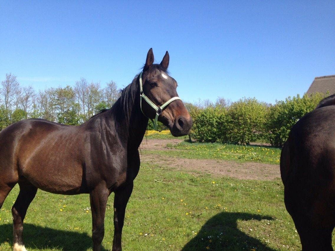 Traver Kvickly xtra billede 18