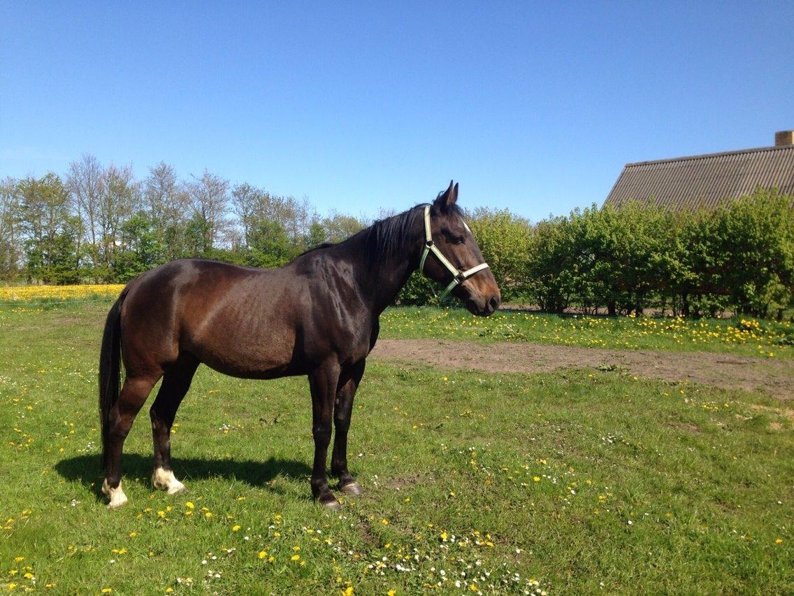 Traver Kvickly xtra billede 20