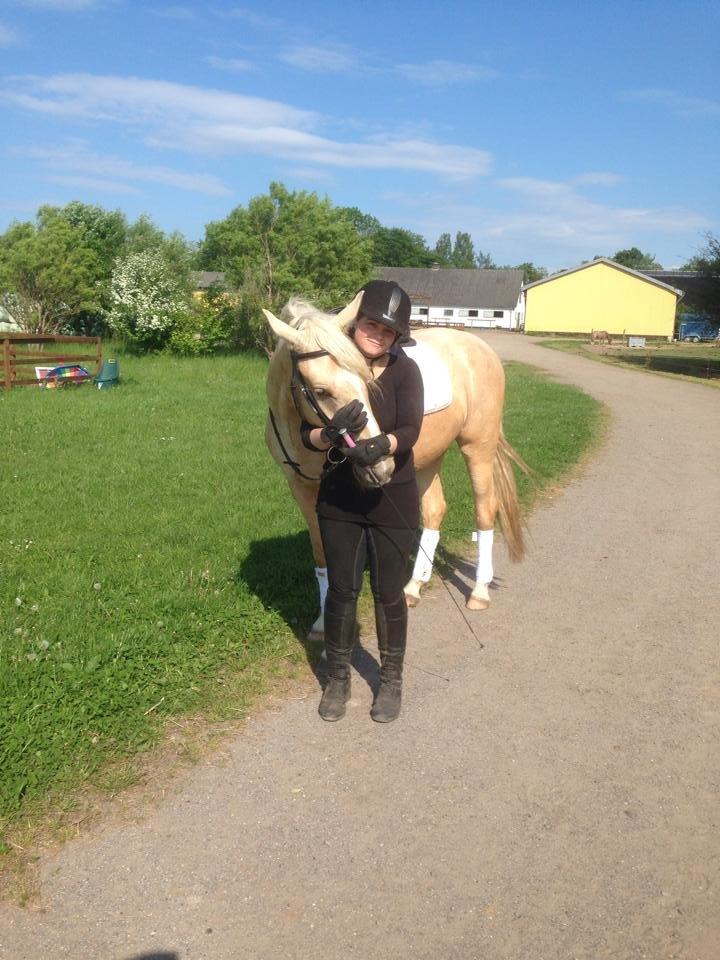 Palomino MiTho's Daywalker billede 18