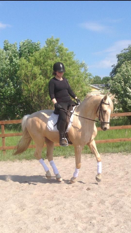 Palomino MiTho's Daywalker billede 2