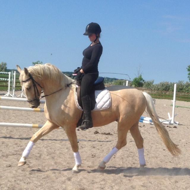 Palomino MiTho's Daywalker billede 21