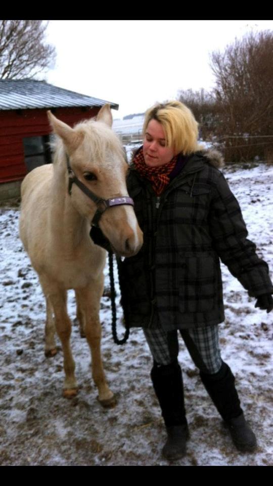 Palomino MiTho's Daywalker billede 17