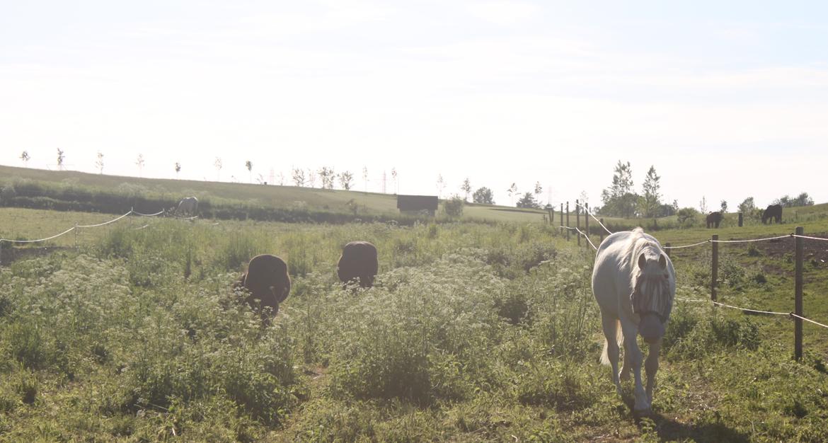 Anden særlig race Peter Plys - Aww, dyret kommer mig i møde <3 billede 12