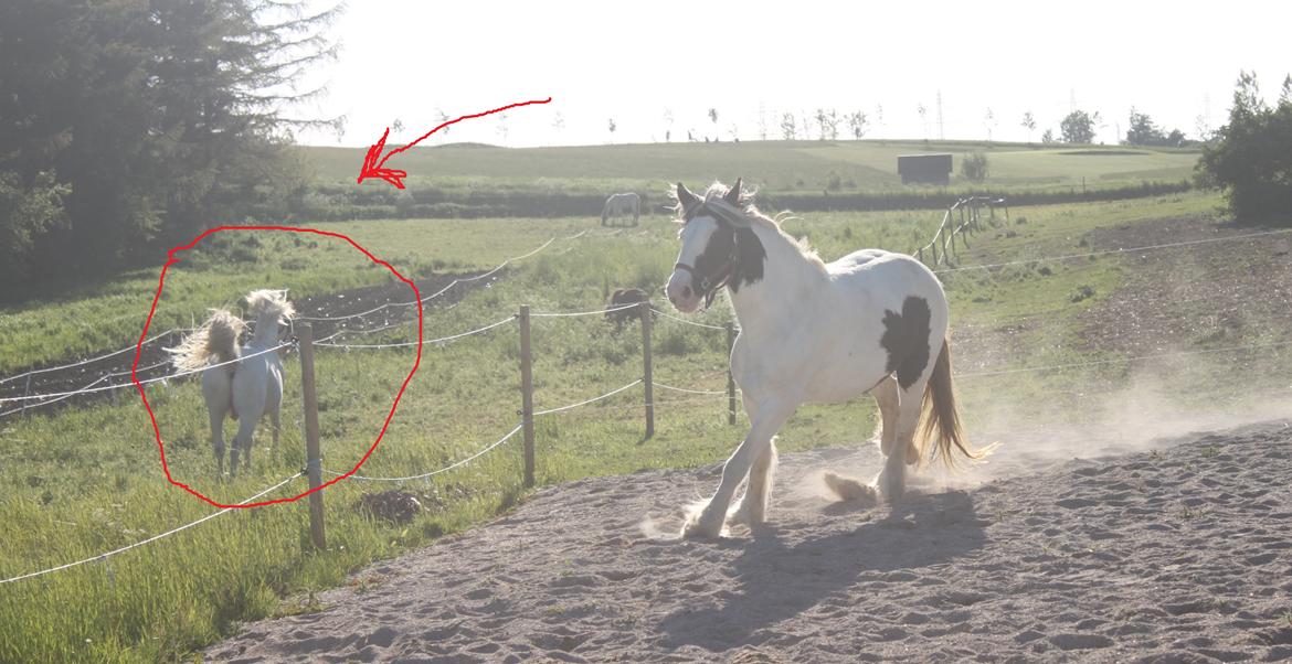 Anden særlig race Peter Plys - Sådan kendes min pony bedst! Ubeskrivelig mærkelig!! billede 15