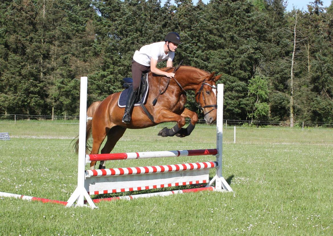 Dansk Varmblod Stidsholts Brad - 5. gang Bally springer med rytter.  billede 16