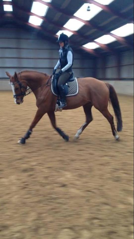 Dansk Varmblod Wenezia (Tulle) R.I.P billede 16