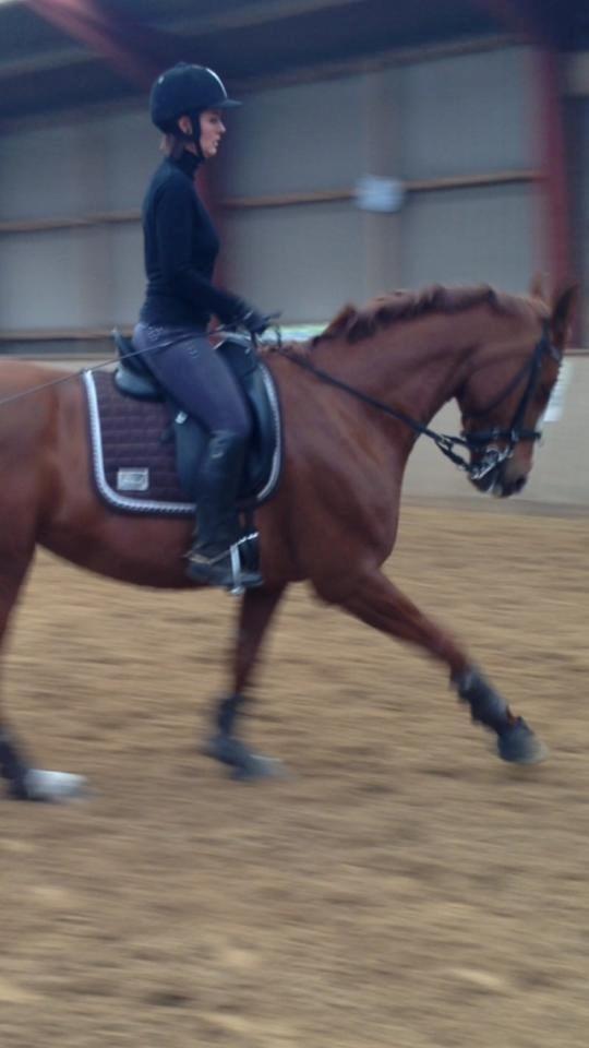 Dansk Varmblod Wenezia (Tulle) R.I.P billede 20