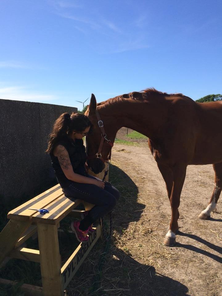 Dansk Varmblod Wenezia (Tulle) R.I.P billede 21