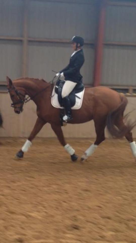 Dansk Varmblod Wenezia (Tulle) R.I.P billede 22