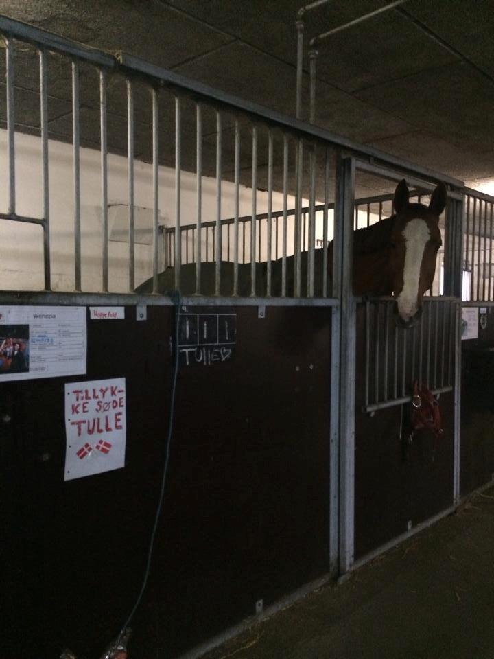 Dansk Varmblod Wenezia (Tulle) R.I.P billede 17