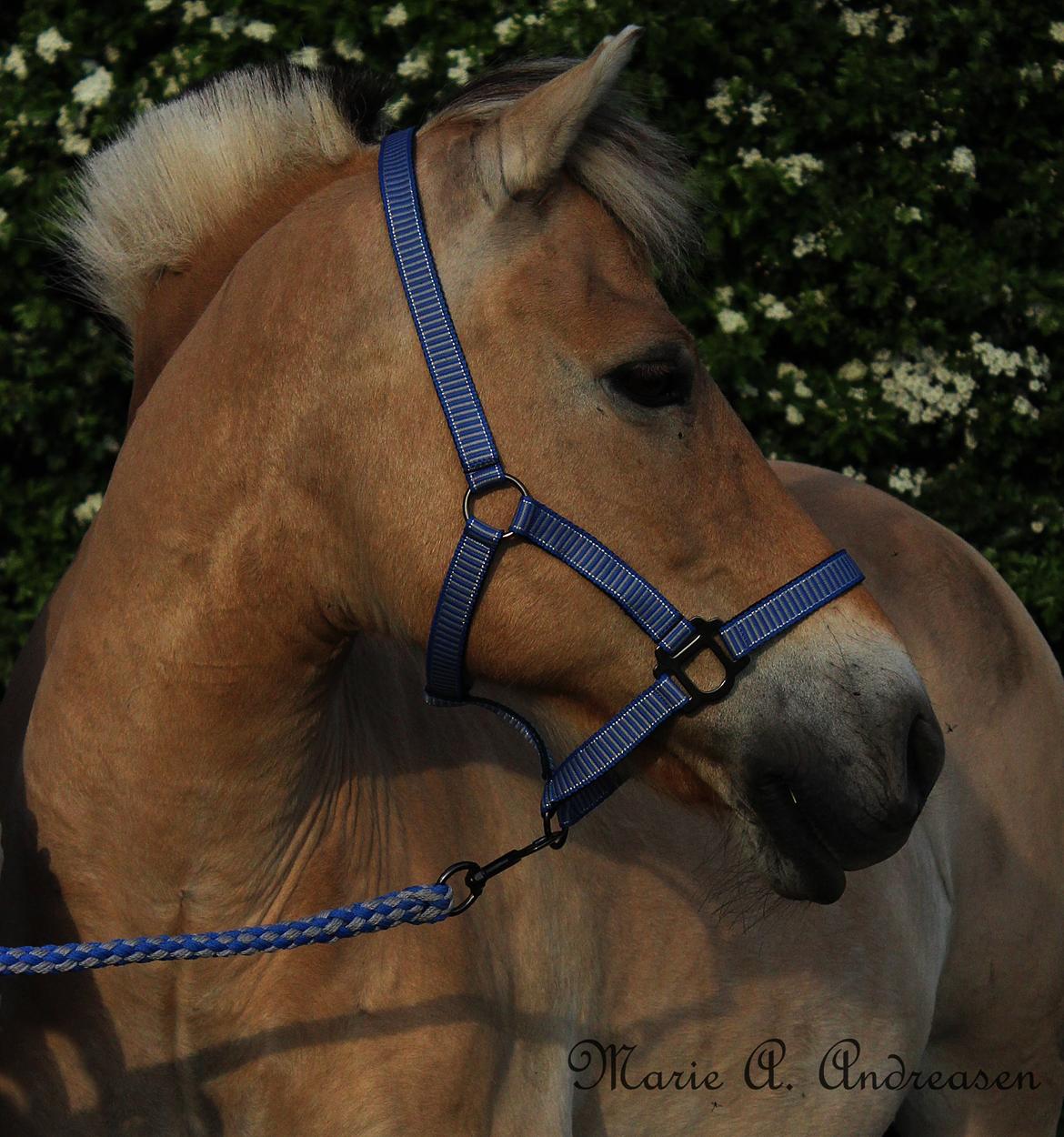 Fjordhest Silas Stanstorp - Min Elskede Bamse - Velkommen til Silas' profil. (Billede: Marie A. Andersen)  billede 1