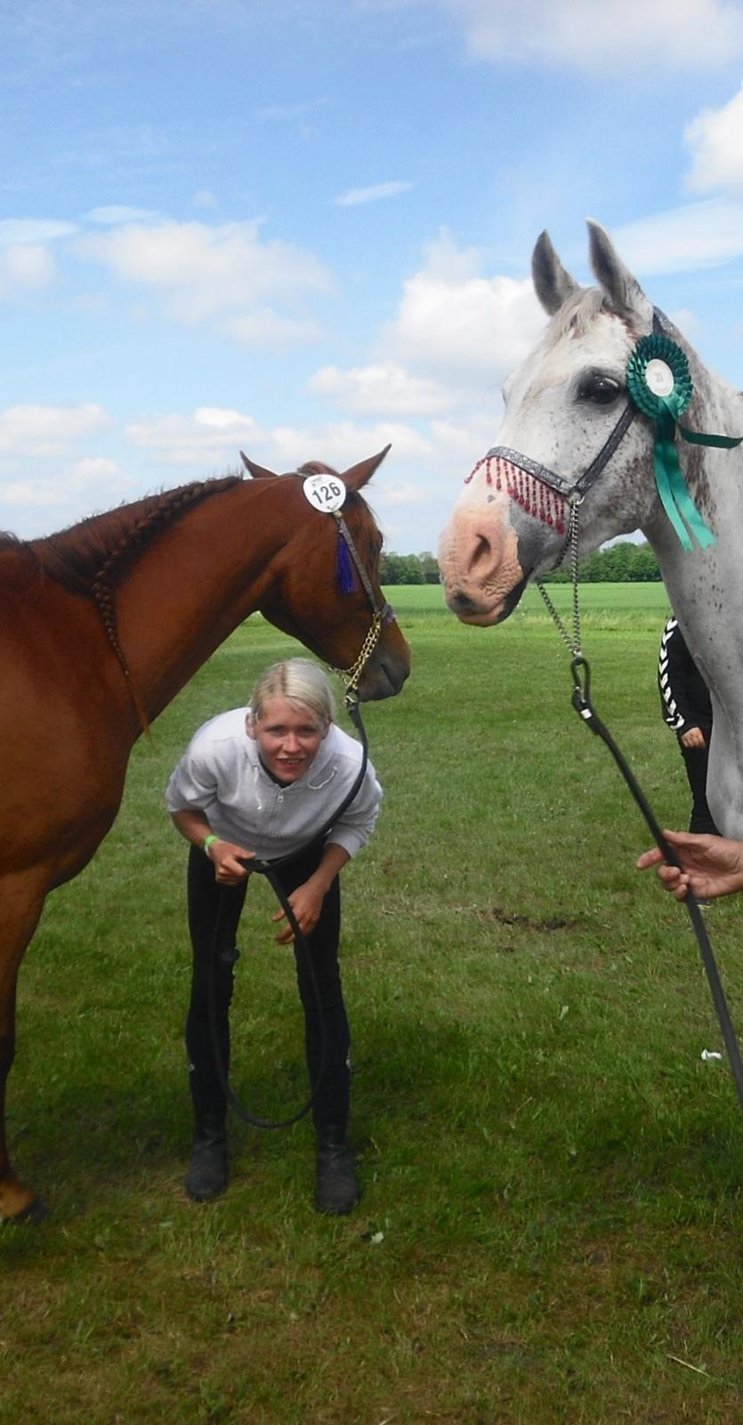 Arabisk fuldblod (OX) Wahinni ox *R.I.P. 19-08-15* - Dyrskue - 24maj - 2014 billede 6