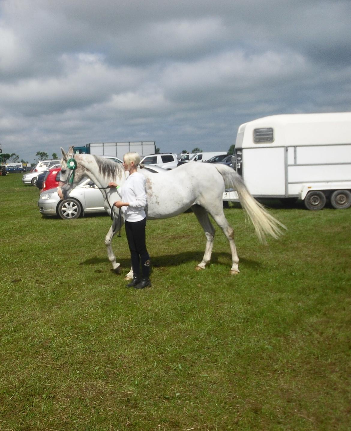 Arabisk fuldblod (OX) Wahinni ox *R.I.P. 19-08-15* - Dyrskue - 24maj - 2014 billede 4