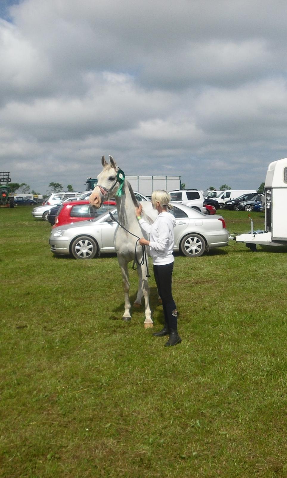 Arabisk fuldblod (OX) Wahinni ox *R.I.P. 19-08-15* - Dyrskue - 24maj - 2014 billede 3