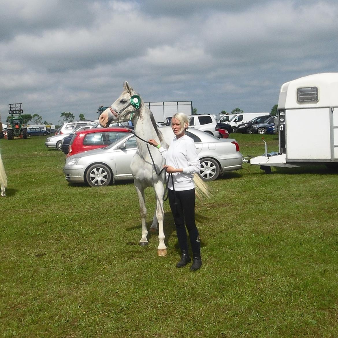 Arabisk fuldblod (OX) Wahinni ox *R.I.P. 19-08-15* - Dyrskue - 24maj - 2014 billede 5