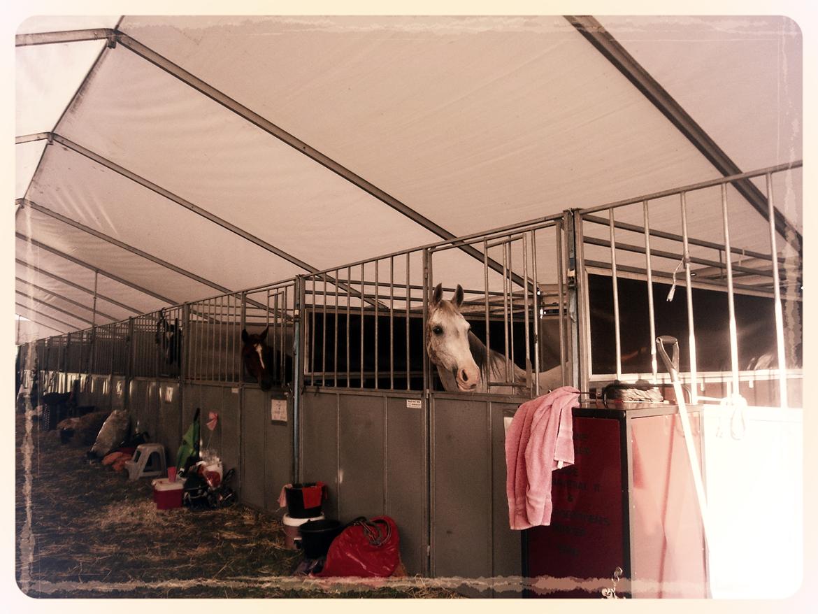 Arabisk fuldblod (OX) Wahinni ox *R.I.P. 19-08-15* - Dyrskue - maj - 2014 billede 8