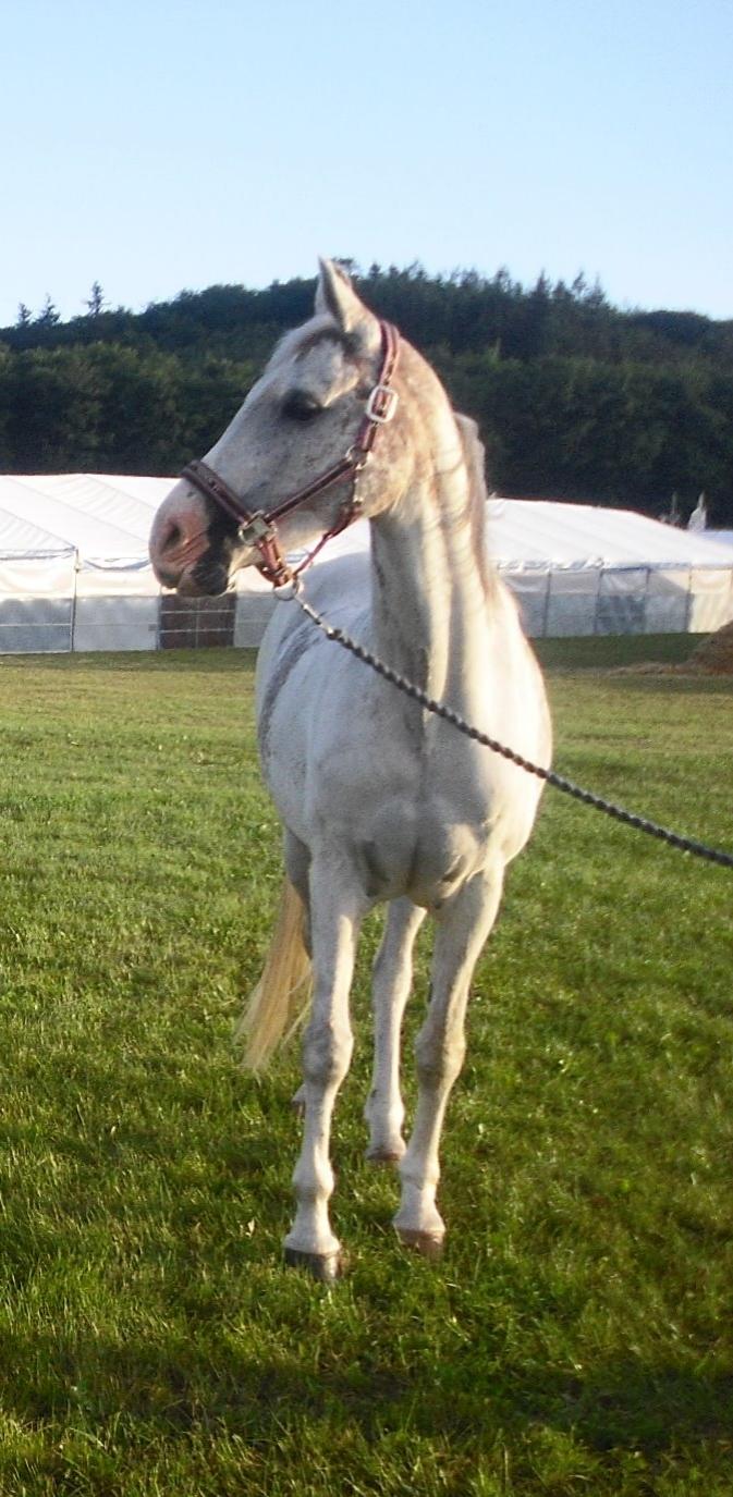 Arabisk fuldblod (OX) Wahinni ox *R.I.P. 19-08-15* - Dyrskue - 24maj - 2014.. Lige med ude og gå lidt og græsse(om aften) :)  billede 7