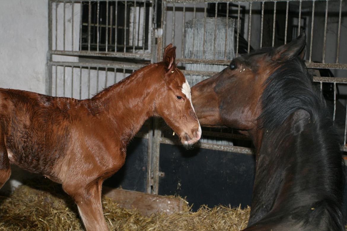 Dansk Varmblod Eskelunds Zephyros billede 1
