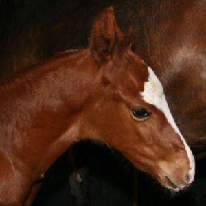 Dansk Varmblod Eskelunds Zephyros billede 3