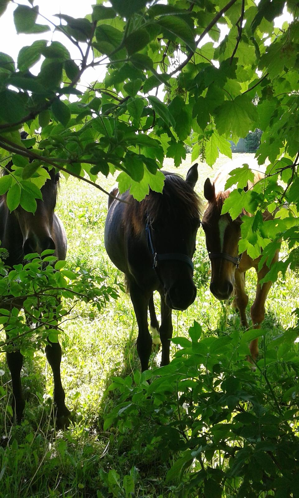 New Forest Azalia - På sommergræs 2014.  billede 10