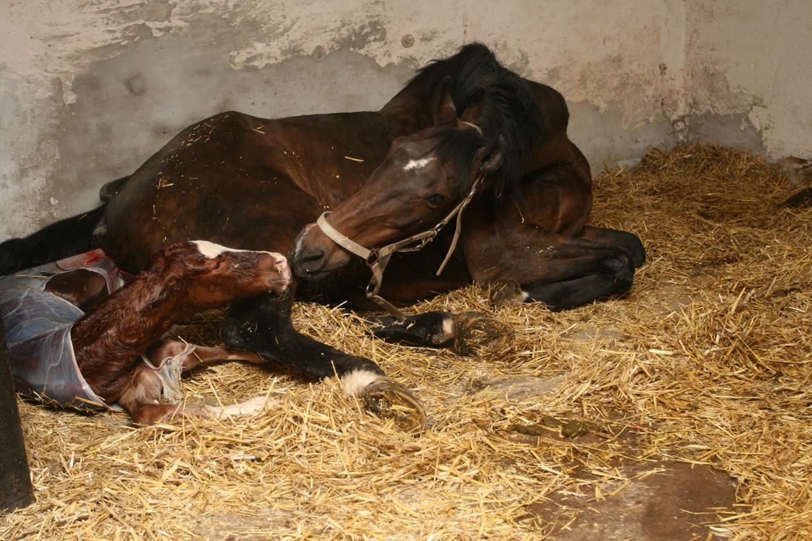 Dansk Varmblod Eskelunds Zephyros billede 2