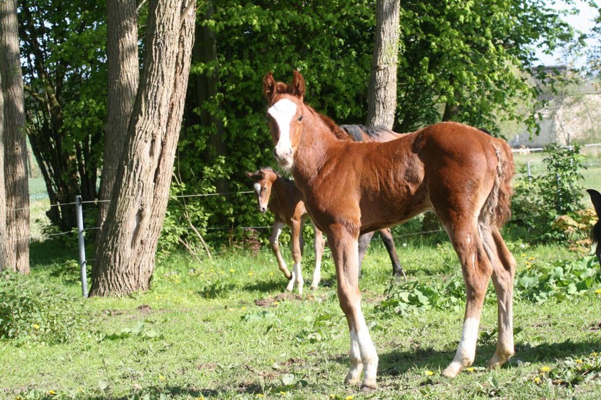 Dansk Varmblod Eskelunds Zephyros billede 6