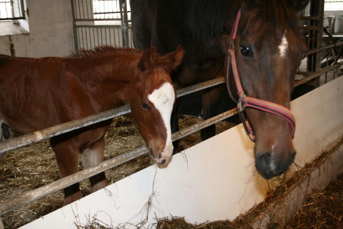 Dansk Varmblod Eskelunds Zephyros billede 4