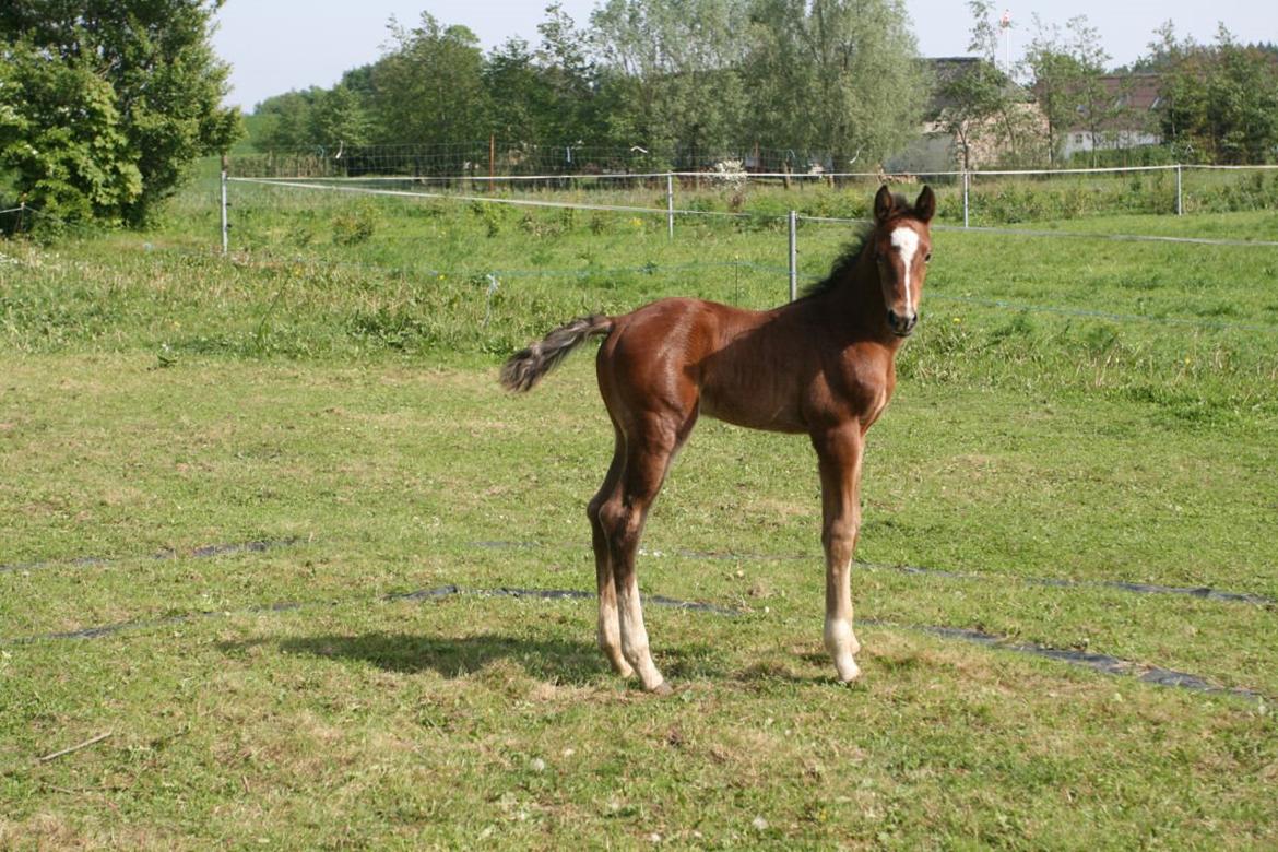 Dansk Varmblod Eskelunds Boreas billede 4