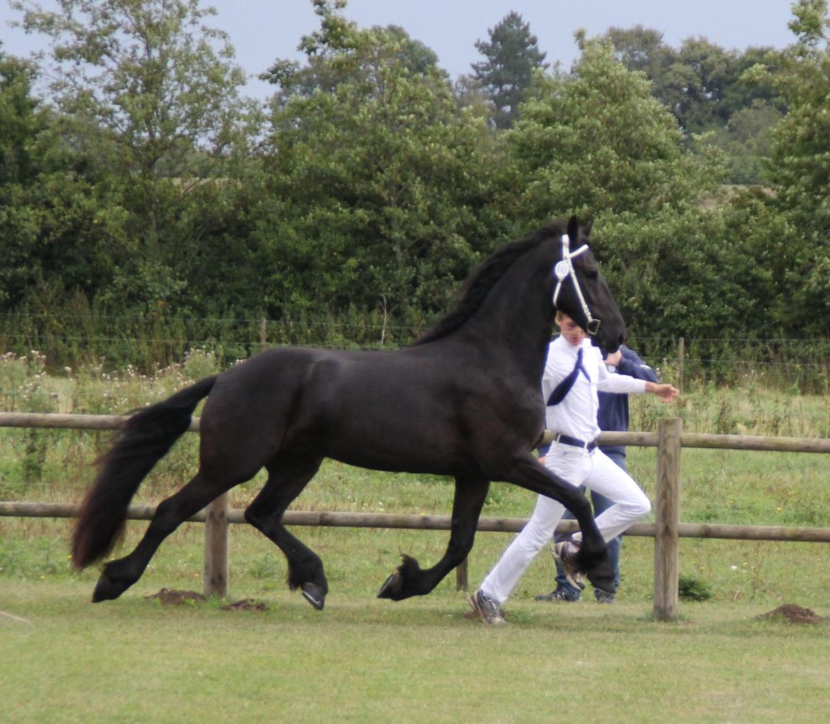 Frieser Max, STER - Kåring Øst 31.08.2013 - Kåret STER billede 2