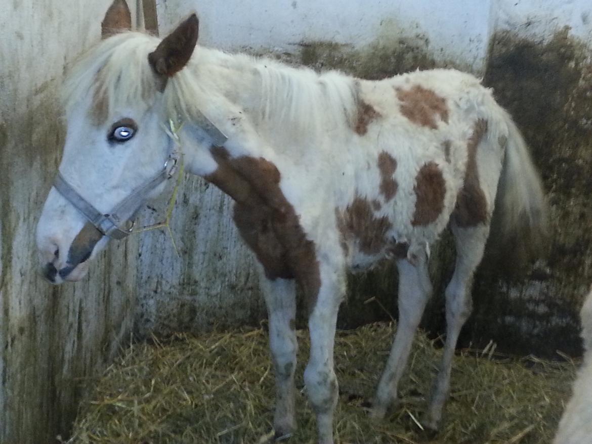 Anden særlig race Romeo billede 6