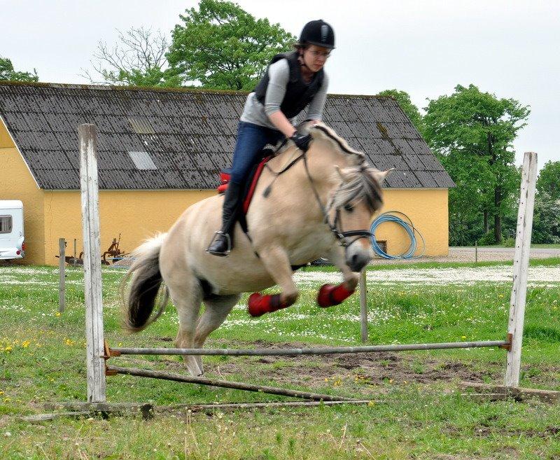 Fjordhest » Lykke Kyra <3 « - Første gang jeg springer på Kyra, her kommer vi over 40 cm. :D Vi endte på 50 cm., og jeg er SÅ stolt! <3 23. maj 2014 billede 8