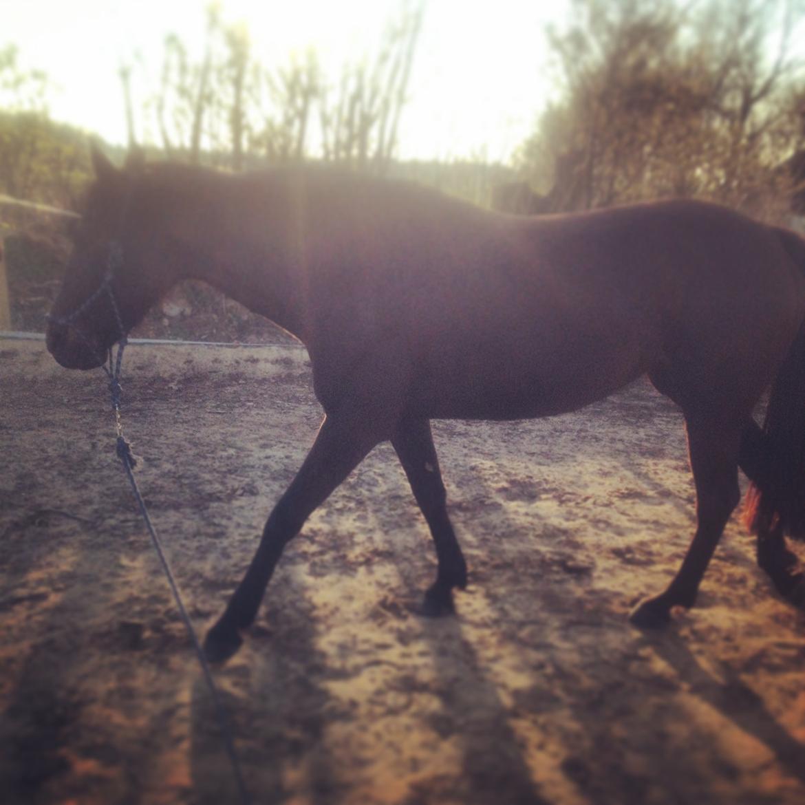 Traver New S (Daisy) R.I.P billede 18