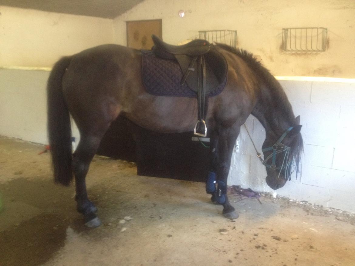 Traver New S (Daisy) R.I.P billede 5