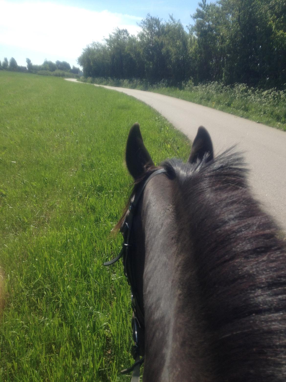 Traver New S (Daisy) R.I.P billede 19