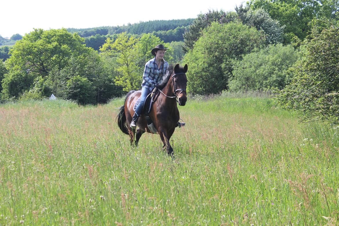 Dansk Varmblod Sabine Esperanza - Cowgirls&Angels!<3 billede 3