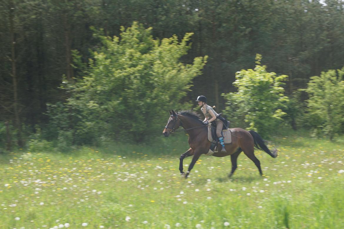 Dansk Varmblod Sabine Esperanza - WUHU - selvom hun er gammel overhaler hun alt og alle! ;-) billede 9