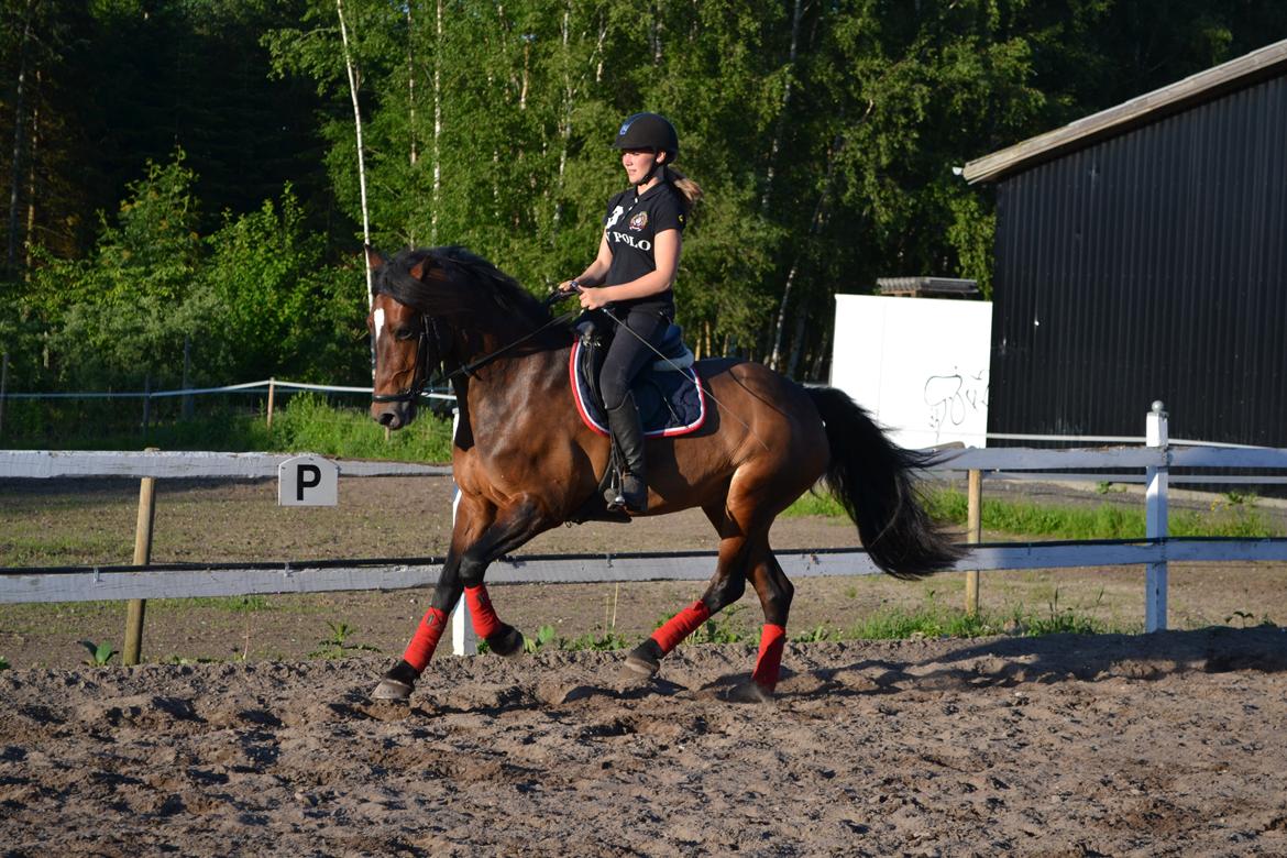 Welsh Cob (sec D) Fronerthig Mary Jane!<3 $$$ billede 4