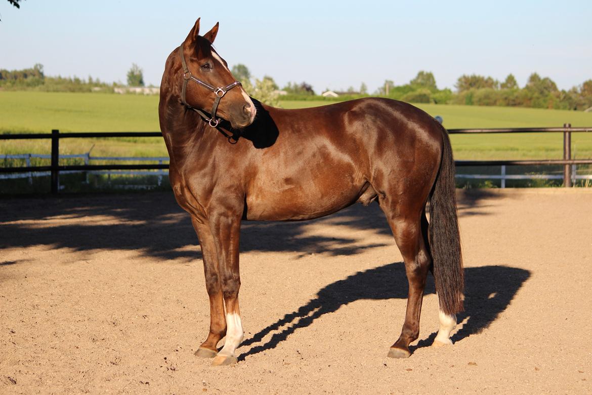 Dansk Varmblod Don poséidon F.J. - dato.26/5-2014 billede 2