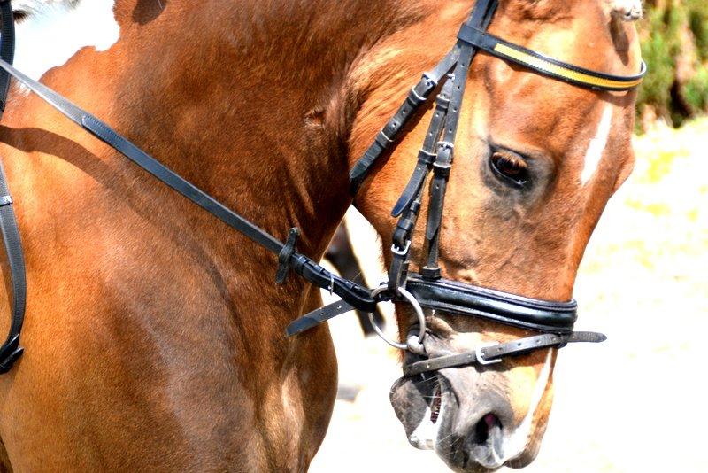 Pinto PRINS KASHMIR billede 5