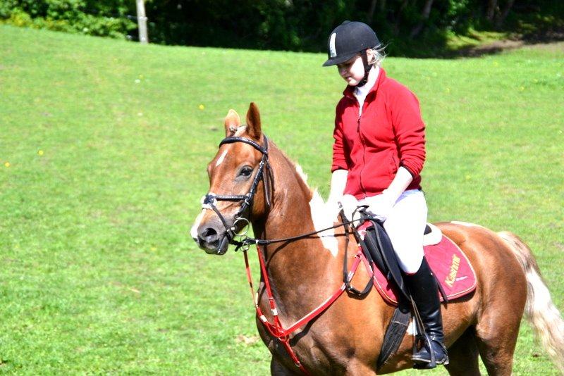 Pinto PRINS KASHMIR billede 31