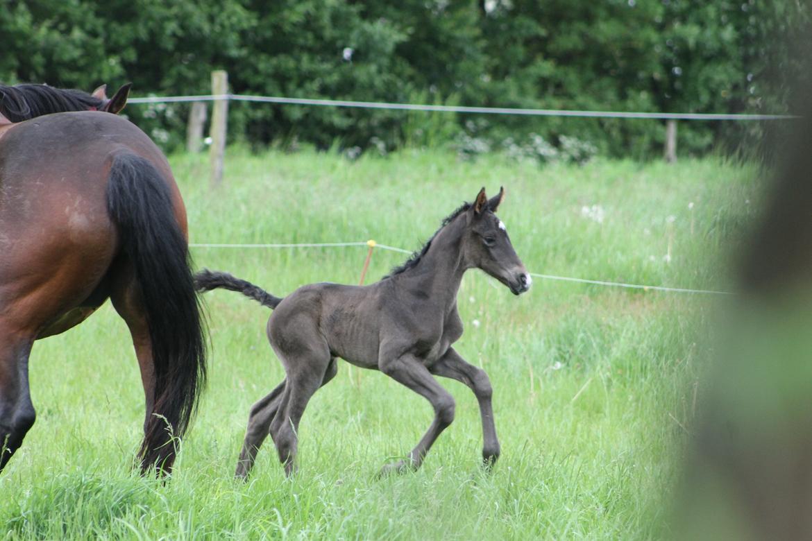 Dansk Varmblod Grangårdens avenus (SOLGT) billede 7