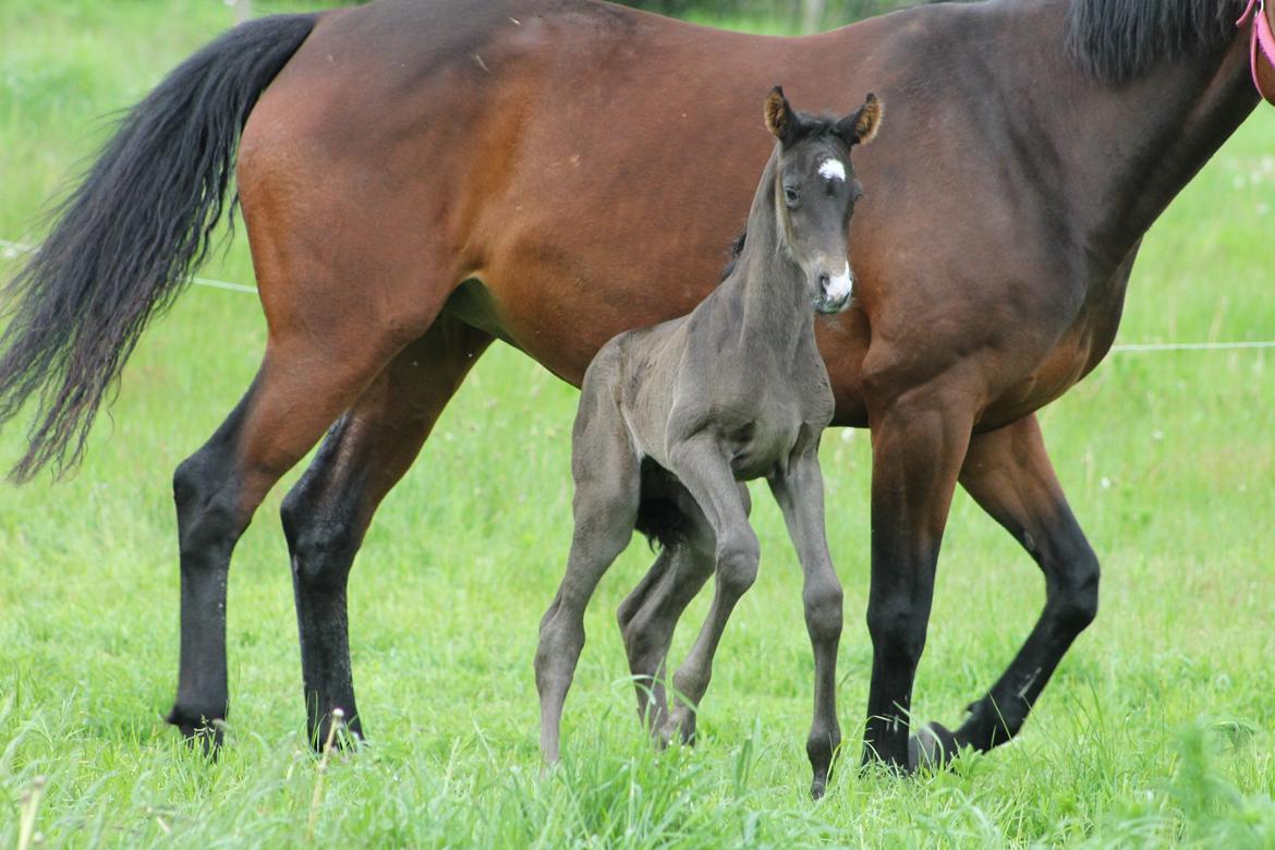 Dansk Varmblod Grangårdens avenus (SOLGT) billede 9