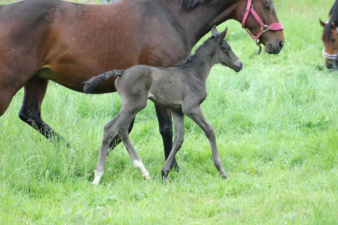 Dansk Varmblod Grangårdens avenus (SOLGT) billede 13