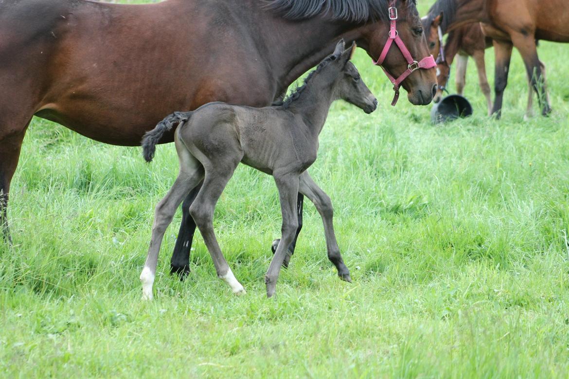 Dansk Varmblod Grangårdens avenus (SOLGT) billede 14
