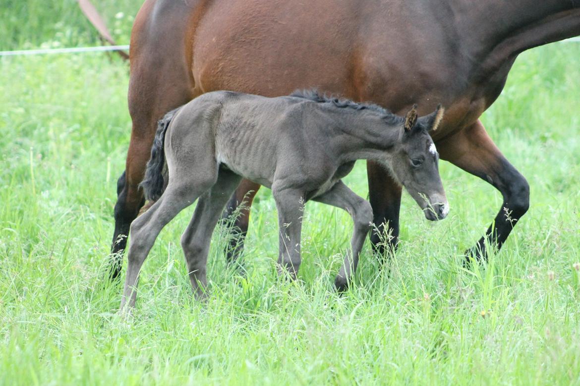 Dansk Varmblod Grangårdens avenus (SOLGT) billede 16