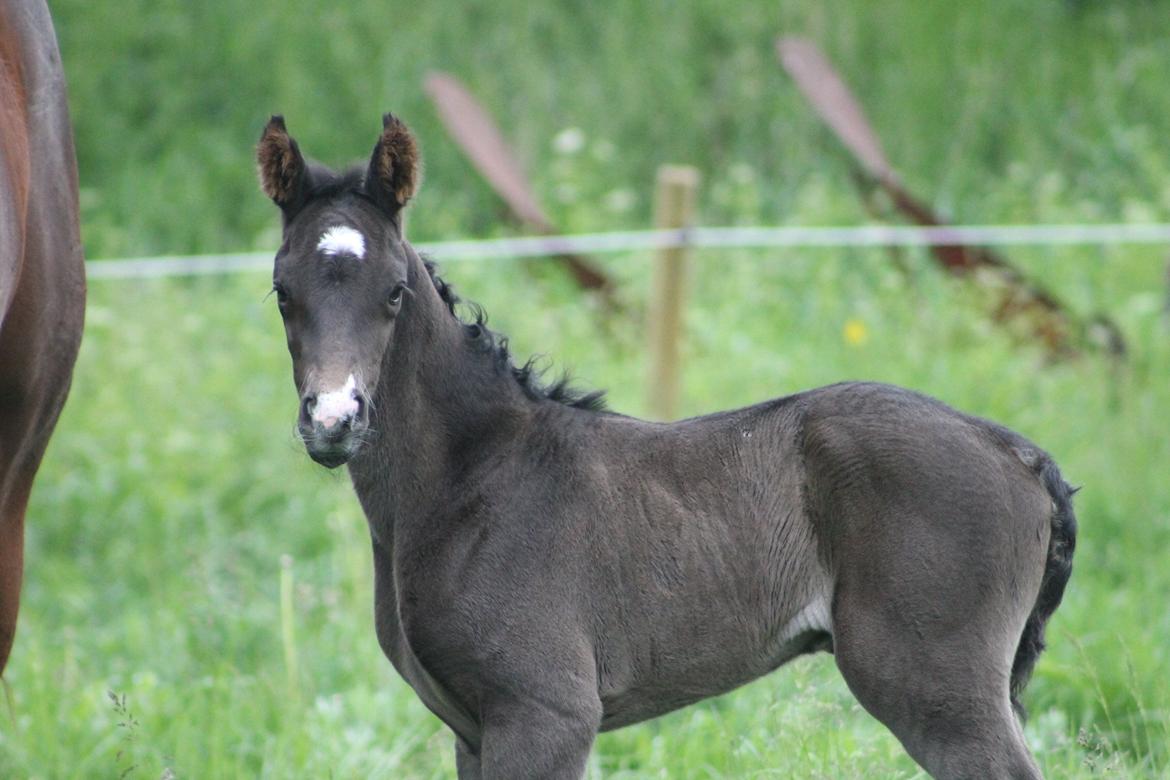 Dansk Varmblod Grangårdens avenus (SOLGT) billede 5