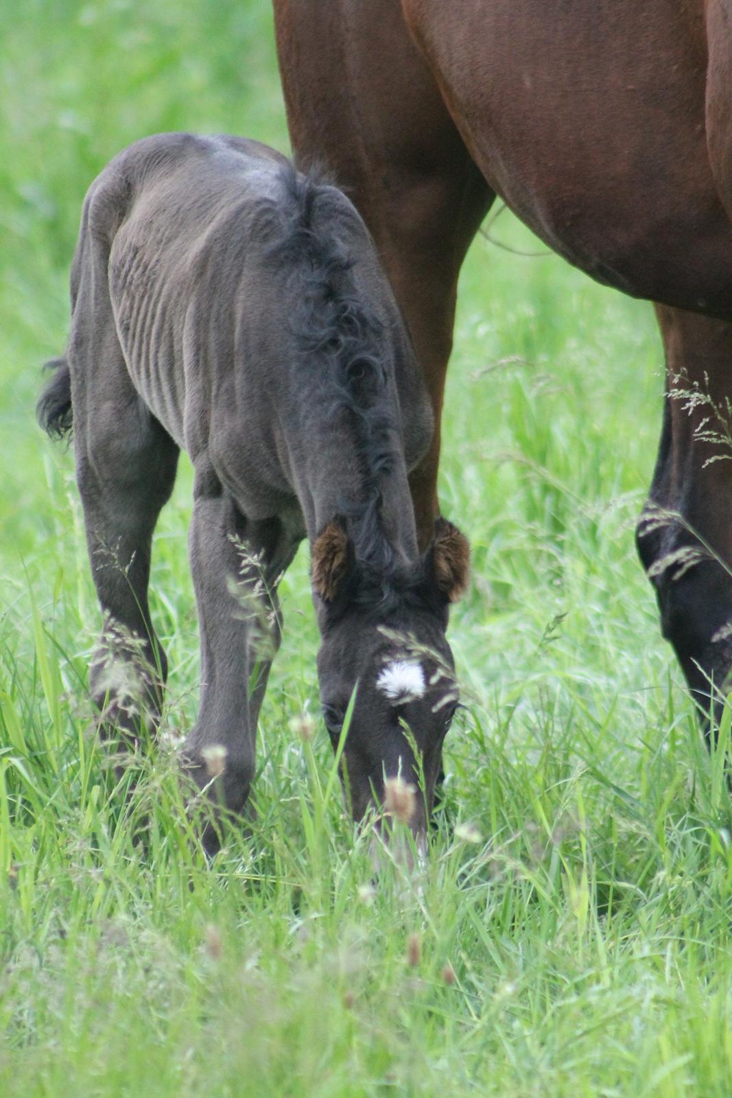 Dansk Varmblod Grangårdens avenus (SOLGT) billede 18