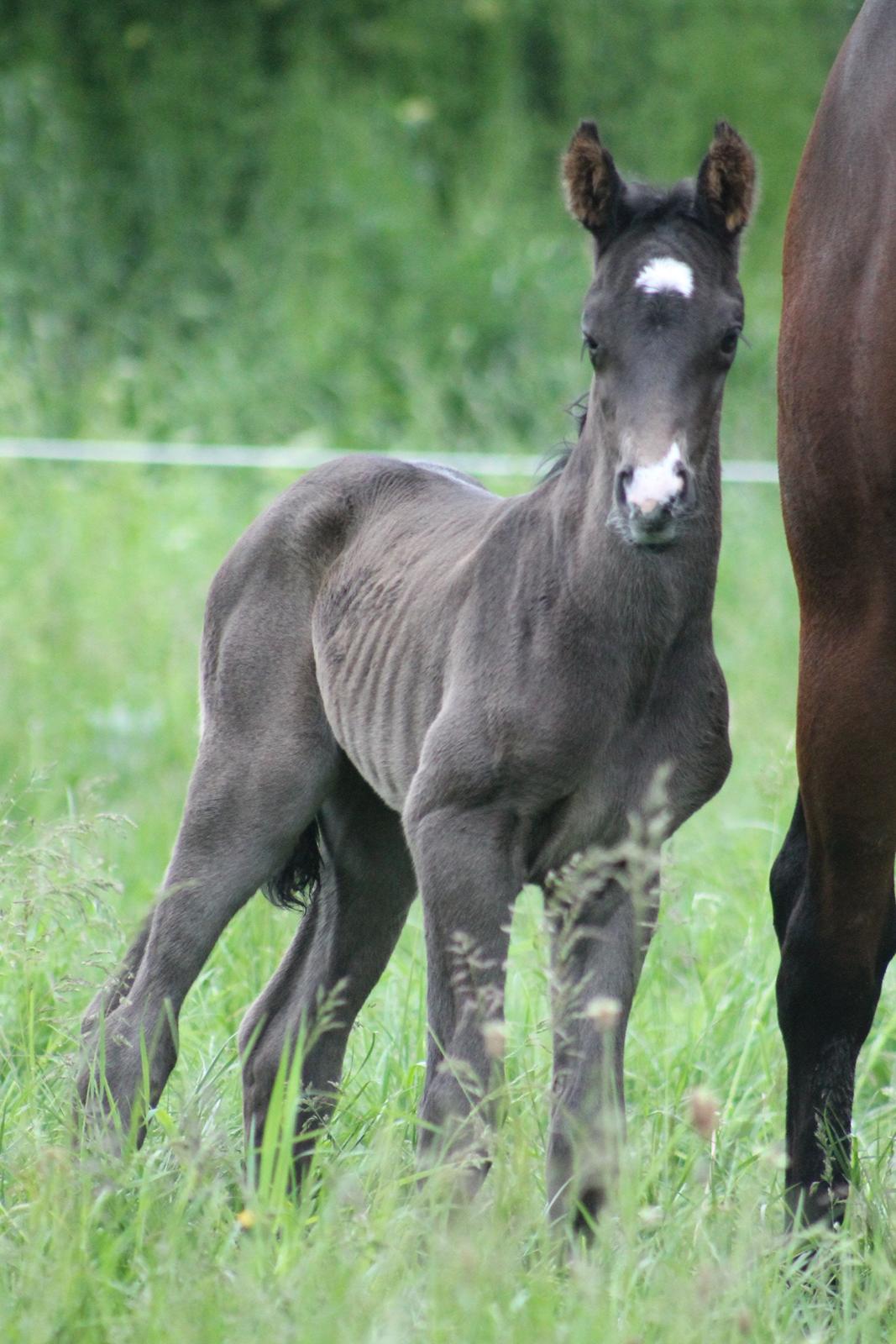 Dansk Varmblod Grangårdens avenus (SOLGT) billede 19