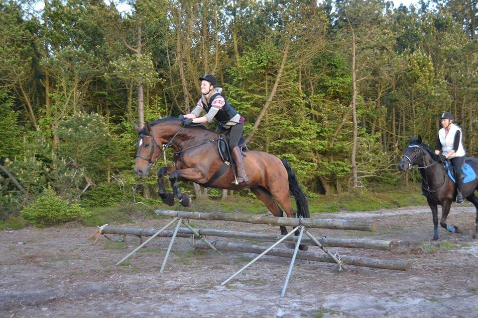 Holstener Noldes Amigo billede 11